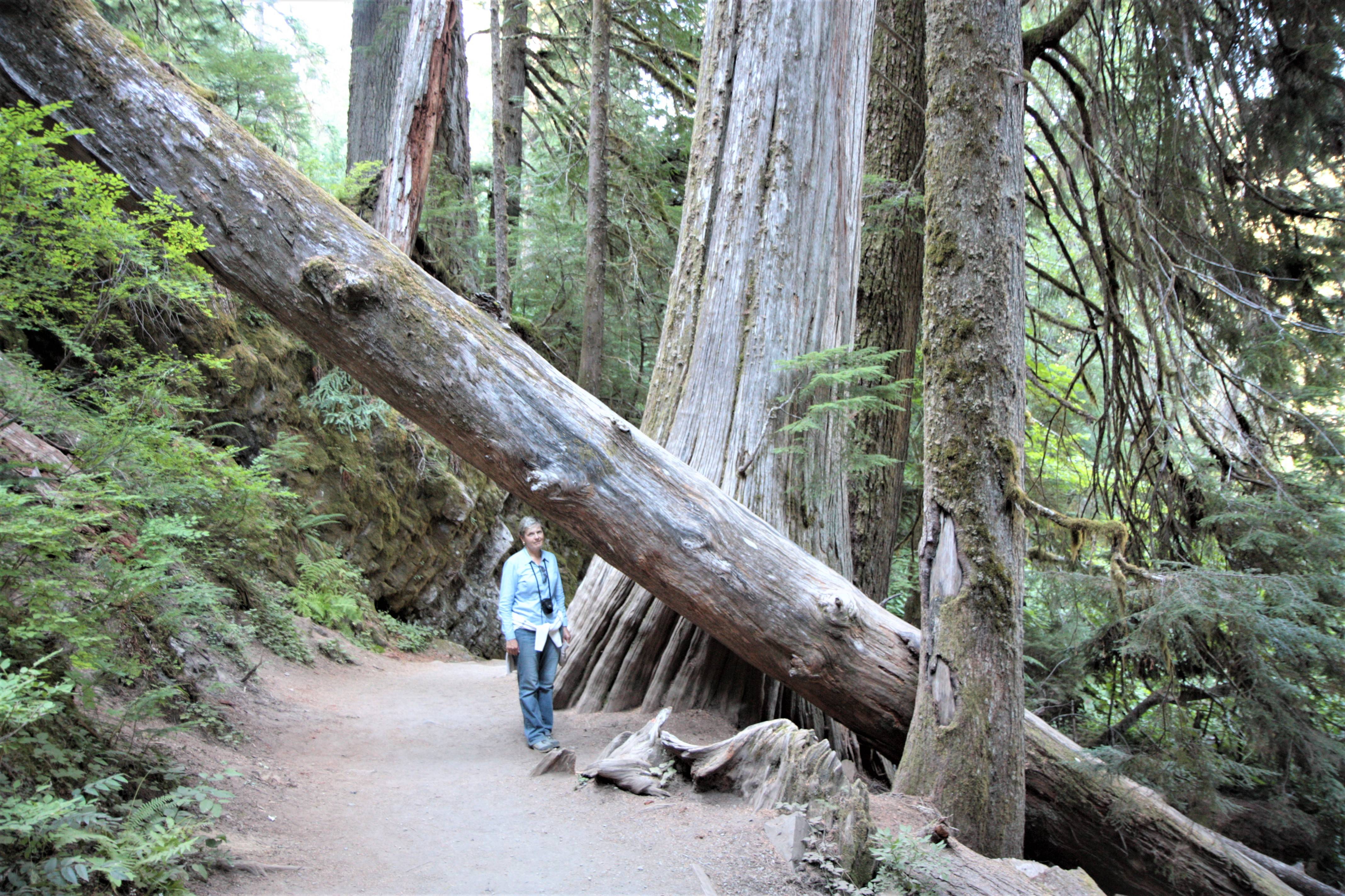 Mount Rainier NP